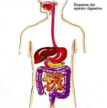 Print Map Quiz El Aparato Digestivo D Eso