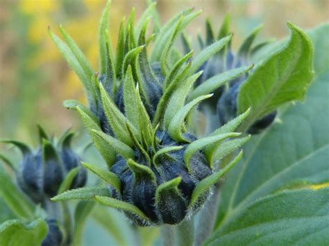 Fotos gratis paisaje naturaleza hoja flor hierba Produce otoño