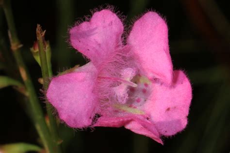 False Foxglove Agalinis Purpurea Green Swamp Preserve Flickr