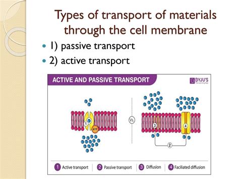 Mechanisms Of Passive Transport презентация онлайн