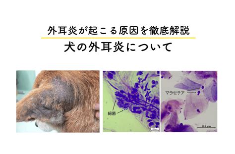 犬の外耳炎って？原因・症状・治療・予防法まとめ【獣医皮膚科専門医が解説】 どうぶつの皮膚科・耳科・アレルギー科