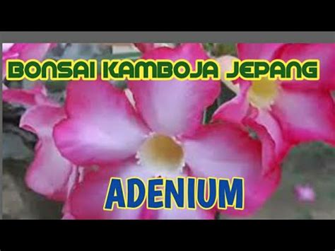 BONSAI KAMBOJA JEPANG BUNGA ADENIUM INDAH SEKALI YouTube