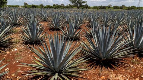 Feria Del Mezcal Y Cerveza Artesanal La Ruta De La Garnacha