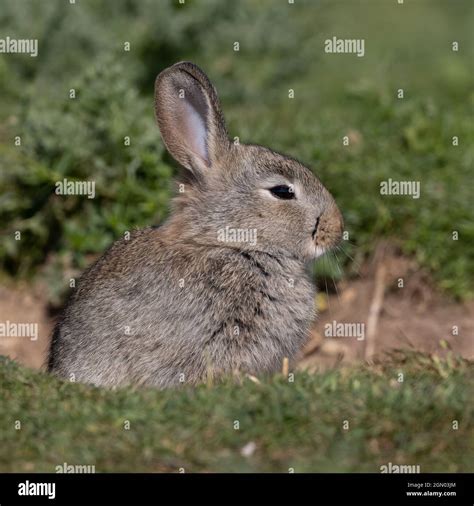 European Rabbit Common Rabbit Bunny Oryctolagus Cuniculus Sitting On