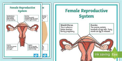 Rshp Female Reproductive System Display Poster Twinkl