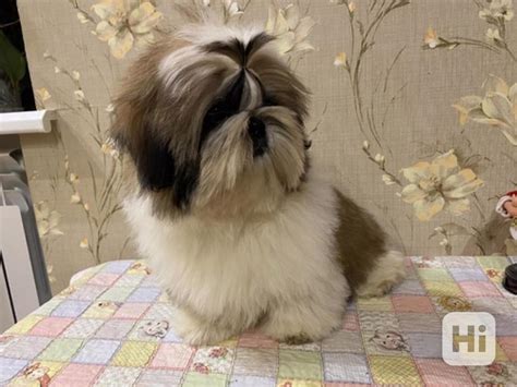 Krásná štěňata Shih Tzu pejsci a fenky k dispozici plně očko bazar