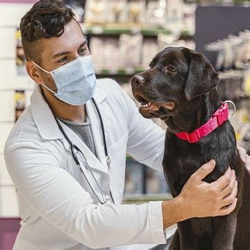 Quanto Ganha Um Medico Veterinario Dinotube Fr