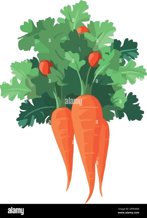 Fresh Carrots Illustration Stock Vector Image And Art Alamy