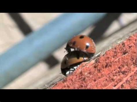 Ladybug Porn YouTube