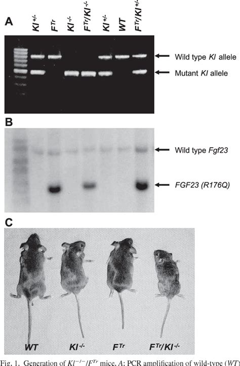 Figure From Klotho Ablation Converts The Biochemical And Skeletal