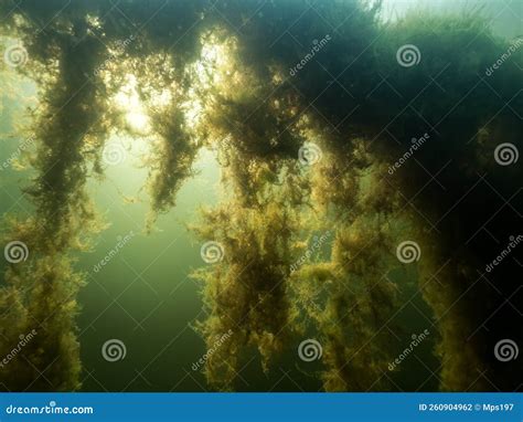 Aquatic Moss Hanging Downwards Underwater At Peat Bank Of Bog Lake