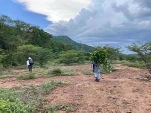 El Guayac N El Carreto Y El Quebracho Las Especies De Bosque Seco