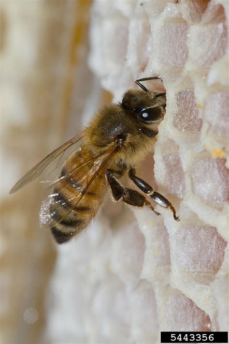 Honey Bee Apis Mellifera