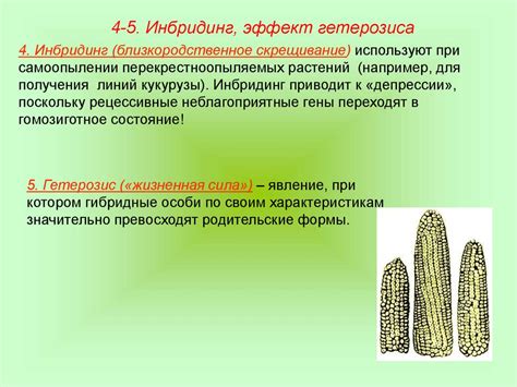 Селекция растений. Генетика и селекция - презентация онлайн