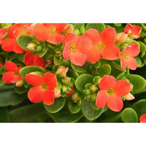 Kalanchoe Blossfeldiana Orange