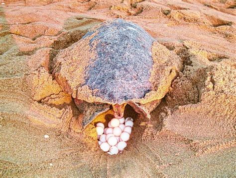 Odisha Is The Largest Mass Nesting Site For Olive Ridleys In The World