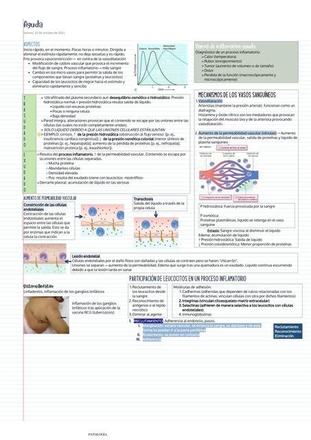 Inflamación aguda Julr uDocz