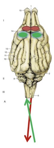 Major Neuroanatomical Pathways Flashcards Quizlet