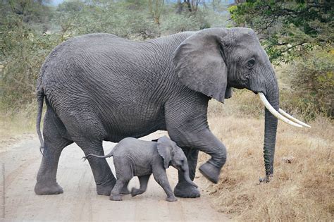 African Elephant Baby