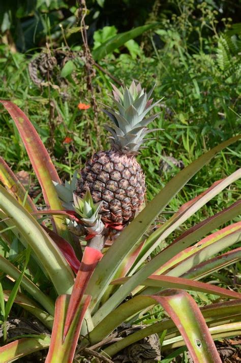 Flowering Pineapple Plant With A Young Pineapple Stock Image Image