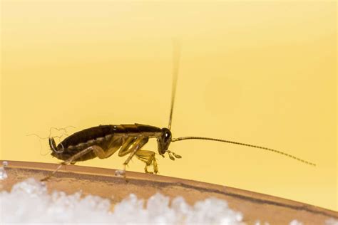 Cockroaches Are Evolving To Like Sex More Than Sugar And This Could Be Bad For Us