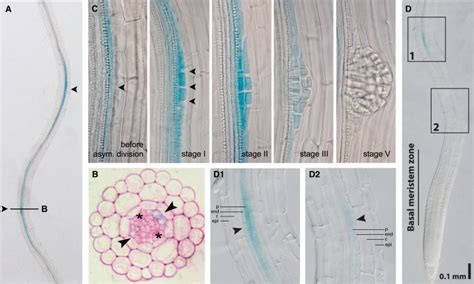 A Novel Auxiaa28 Signaling Cascade Activates Gata23 Dependent