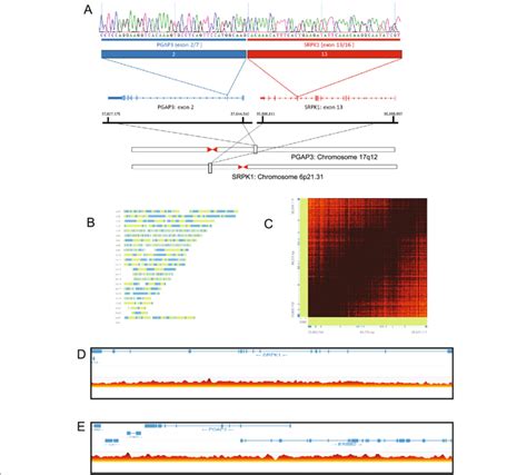 Pgap Srpk Fusion Gene And Linked Read Genome Sequencing A Schematic