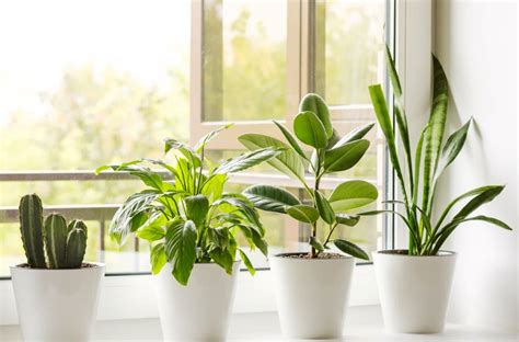 Plantes Qui Absorbent L Humidit Vari T S Connaitre