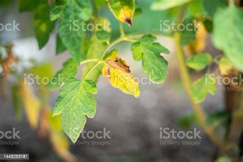 Daun Tomat Yang Tumbuh Terinfeksi Phytophthora Closeup Daun Kering Layu Tanaman Sayuran Di Kebun ...