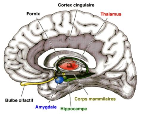 Le système limbique place aux émotions Apposcience