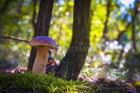 Big Porcini Mushroom Grow In Moss Wood Stock Image Image Of Brown