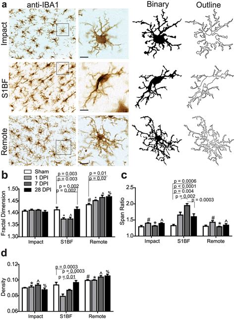 Frontiers Microglia Morphological Categorization In A Rat Off