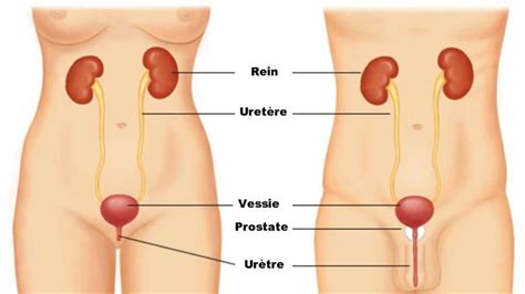 Fonctionnement De L Appareil Urinaire