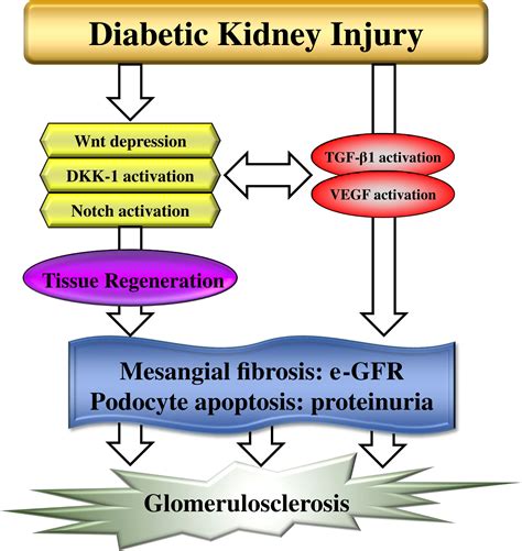 Glomerular Mesangial Cell And Podocyte Injuries In Diabetic Nephropathy