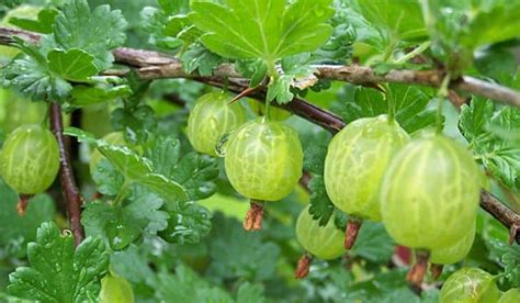 Gooseberry plants are easy to cultivate – Garden Making