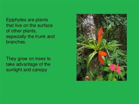 plants adaptations