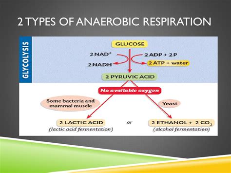 Ppt Anaerobic Respiration Powerpoint Presentation Free Download Id 3178790