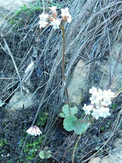 Tutu Stonecrop From Hardepeer Trail Greyton 7233 South Africa On