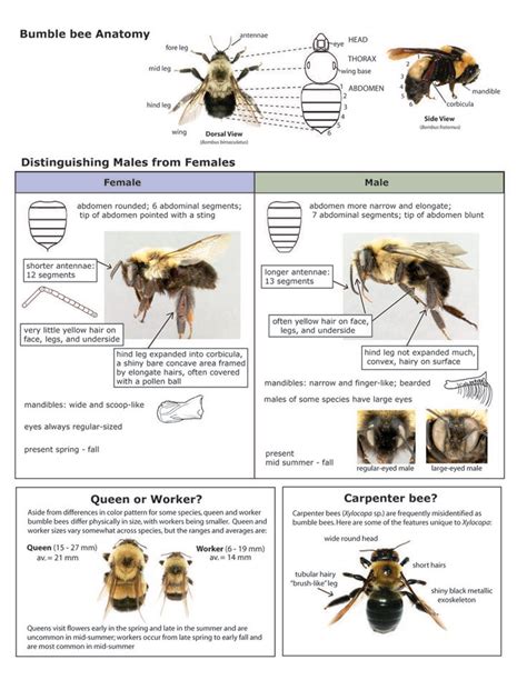 Key to Distinguishing Males from Females and Bee Anatomy, BeeSpotter, University of Illinois