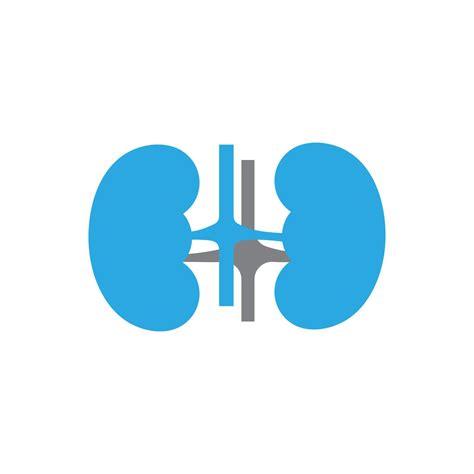 kidney vector illusrtation 14290798 Vector Art at Vecteezy