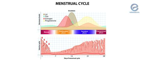 Glycodelin And Altered Endometrial Function In Endometriosis Endonews