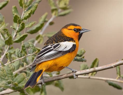 Bullock’s Oriole | San Diego Bird Spot