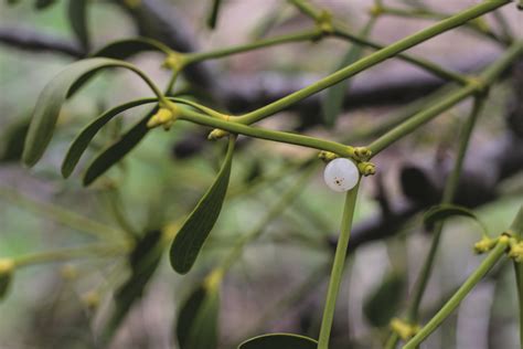 How To Grow Mistletoe Two Thirsty Gardeners