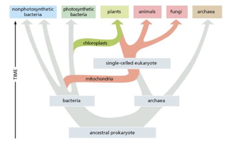 BIOL 213 Ch 1 Flashcards | Quizlet