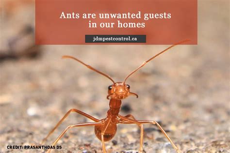 Is Ant Control A Problem In Your Vaughan Home Prevent An Infestation