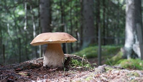 Autorizzazione Raccolta Dei Funghi Rio Di Pusteria Val Pusteria