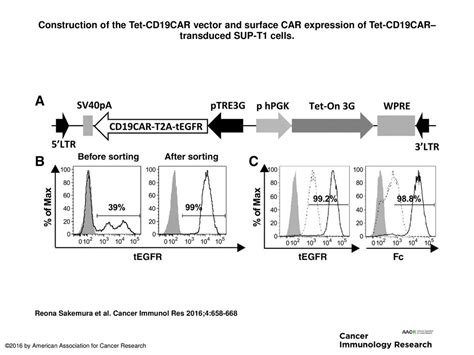 Construction Of The Tet CD19CAR Vector And Surface CAR Expression Of