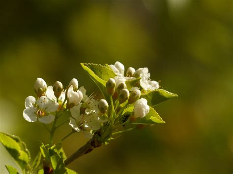 Darmowe Zdjęcia drzewo Natura gałąź kwitnąć liść jedzenie