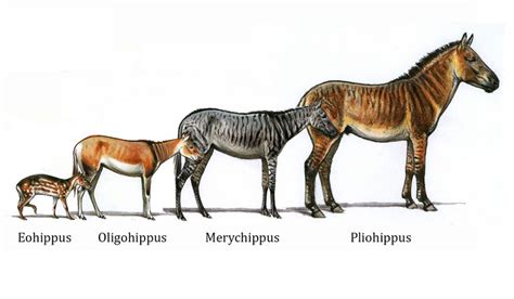 History And Evolution Of The Horse Horses Prehistoric Animals Horse