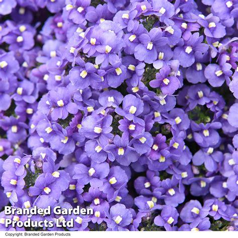 Nemesia Most Scented Melody Lilac Blue Suttons